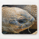 Search for tortoise mouse mats Reptiles