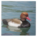 Search for beak tiles Animal