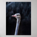 Search for ostriches posters Portrait
