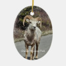 Search for bighorn Souvenir