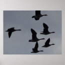 Search for geese posters Wildlife photography