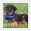 Search for pup magnets Photography
