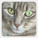 Search for cat portrait stickers Animal