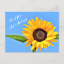 Search for happy birthday sunflower postcards Nature
