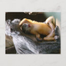 Search for baby monkey postcards Zoo