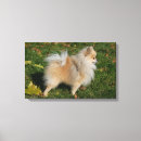 Search for pomeranian canvas prints Loulou