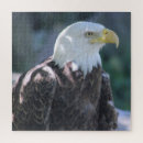 Search for flying eagle photography Animal