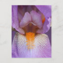 Search for bearded iris postcards Irises