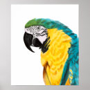 Search for tropical bird posters Watercolor