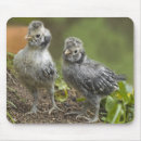 Search for chicks mouse mats Bird