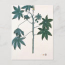 Search for plants postcards Paper