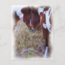 Search for love horses postcards Brown