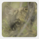 Search for wolf pup stickers Wildlife