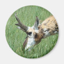 Search for antelope magnets Antilocapra americana