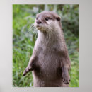 Search for cute otter posters Wildlife