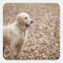 Search for golden retriever stickers Nature
