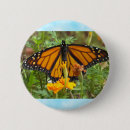 Search for monarchs badges Wings