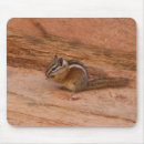 Search for chipmunk mouse mats Nature