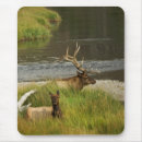 Search for mating mouse mats Animal