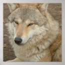 Search for grey wolves posters Wilderness