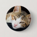 Search for tortie badges Kitten