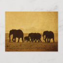 Search for big five postcards African