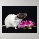 Search for cute pet rats posters Mice
