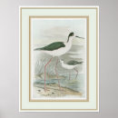 Search for wild birds posters Nature