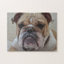 Search for english bulldog puzzles Pet