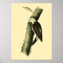 Search for black and white antique bird posters Illustration