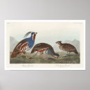 Search for plumed posters Bird