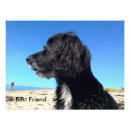 Search for friend dog art Summer
