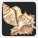 Search for ocean background stickers Conch