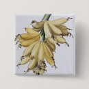 Search for redoute badges Botanical