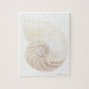 Search for nautilus shell Animal
