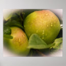 Search for green apple posters Apples