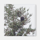 Search for bald eagle magnets Tree