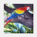 Search for macaw parrot magnets Wildlife