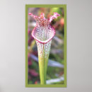 Search for pitcher posters Botanical