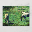 Search for buckskin postcards Equine