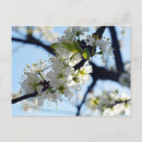 Search for ume Photography
