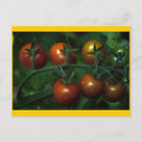 Search for tomatoes postcards Vegetables