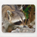 Search for racoon picture electronics Wildlife