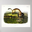 Search for ferret art posters Illustration