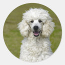 Search for poodle stickers White