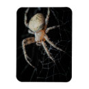 Search for orb web spiders Closeup