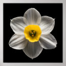 Search for white daffodil posters Garden