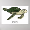 Search for turtle stuff posters For kids