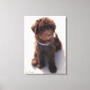 Search for labradoodle dog posters Animal
