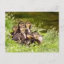 Search for baby ducklings postcards Adorable